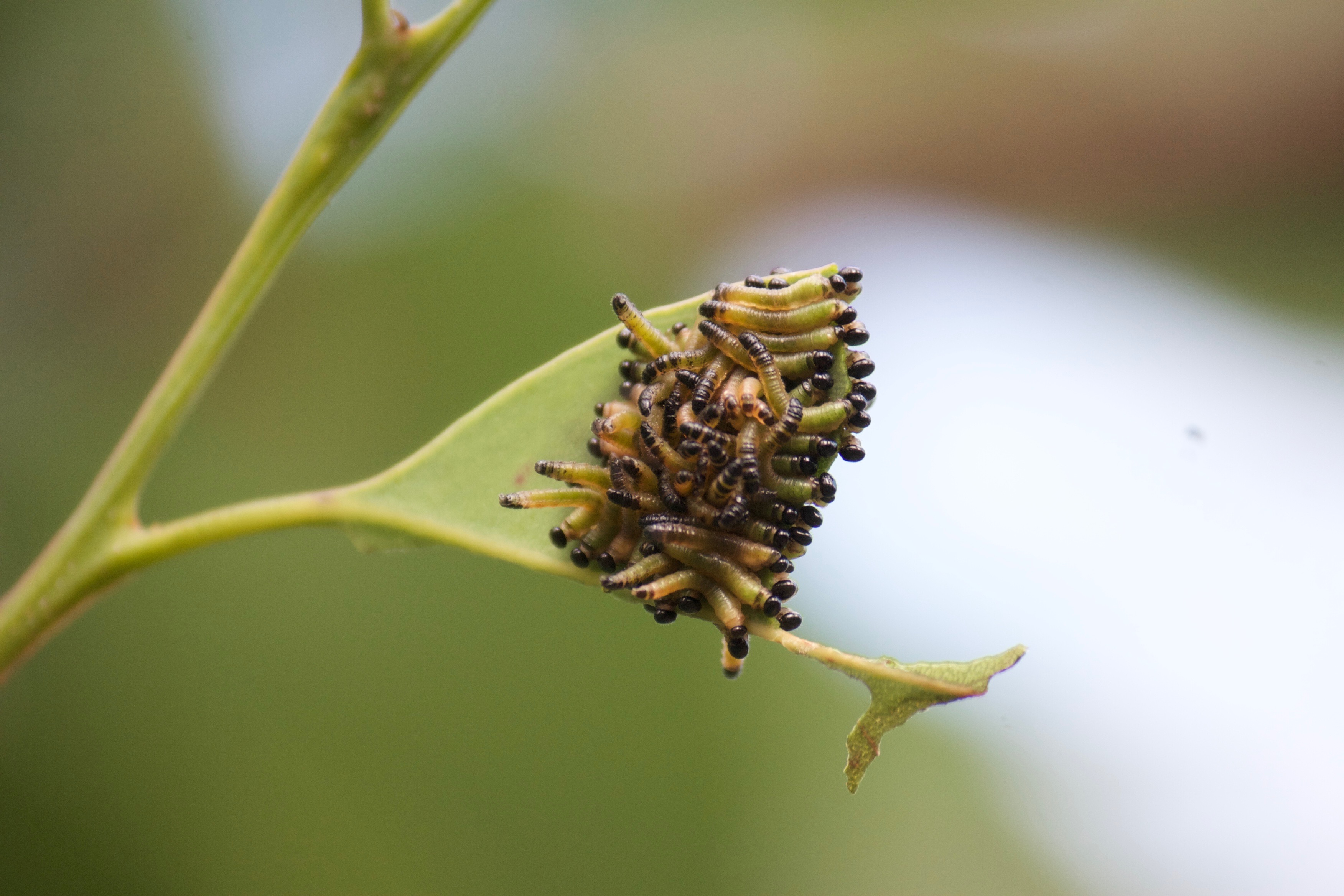 Gum leaf with caterpillers