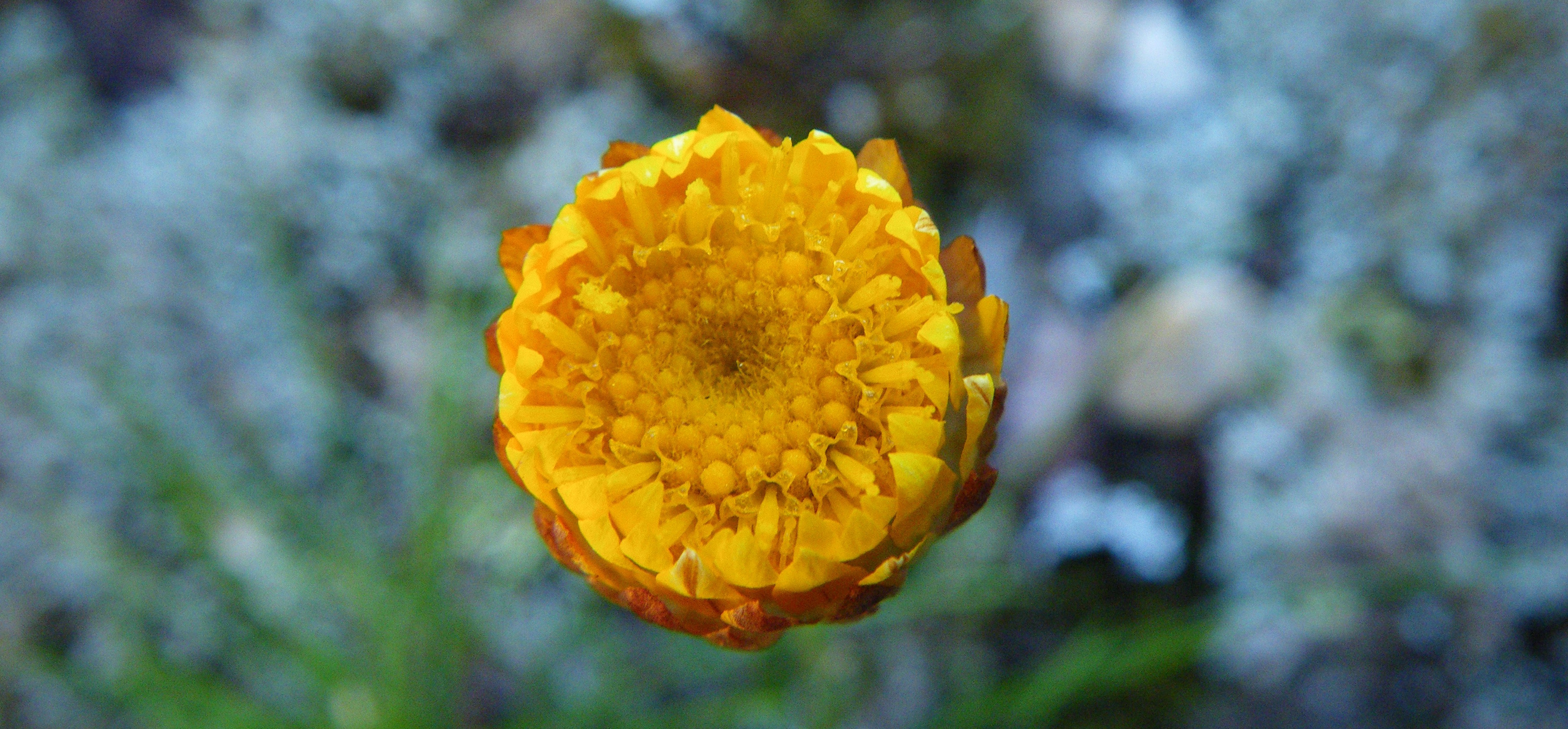 Pagoda daisy