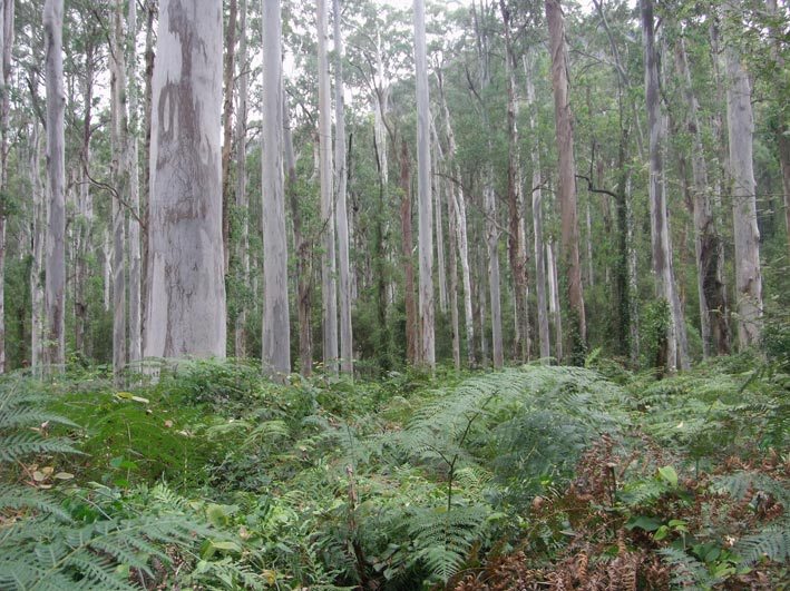 Blue gum