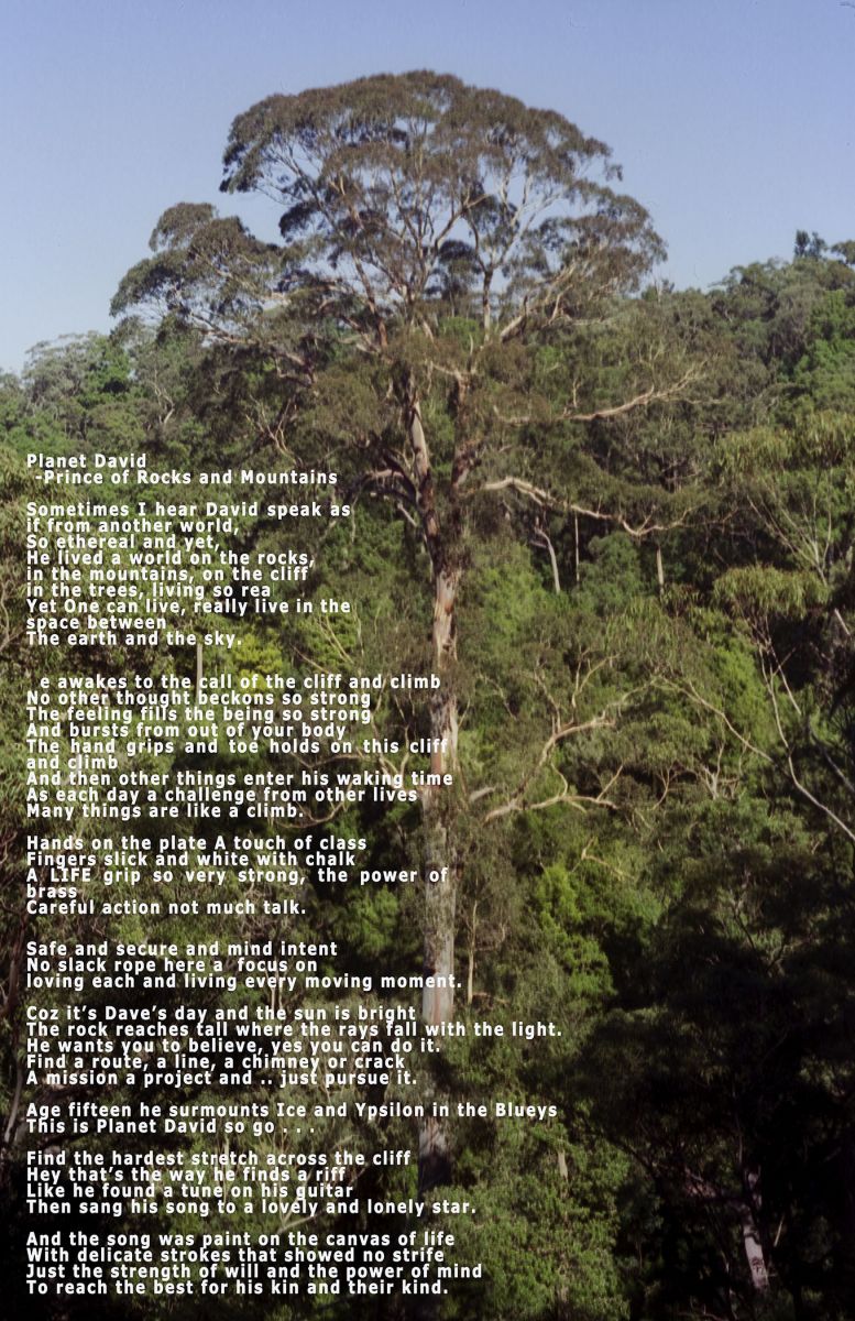 The Big Tree The Big Tree